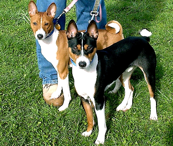 Basenjis Home Page