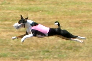 Lure Coursing