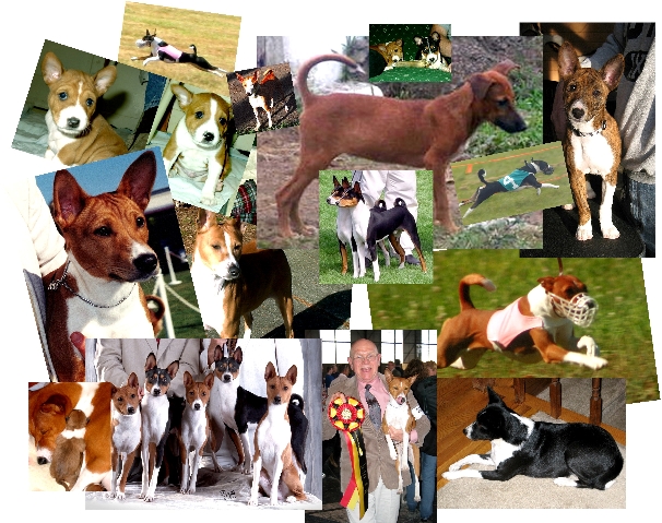 Baraka Basenji Dogs