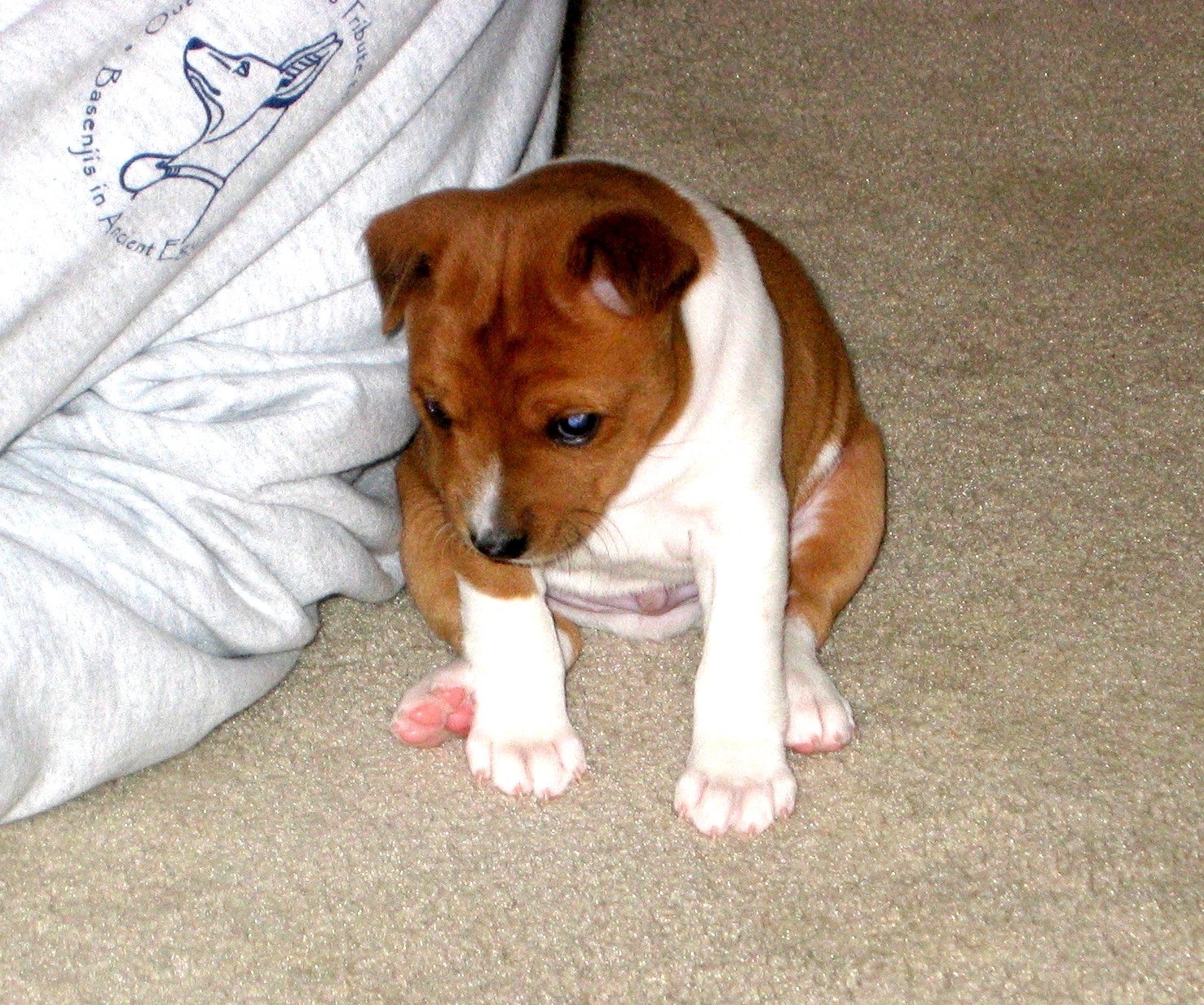 Baraka Basenji Dogs