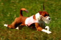 AKC Lure Coursing