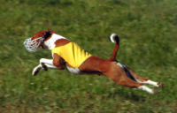 Conformation and Lure Coursing