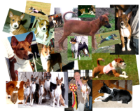 Baraka Basenji Master Gallery