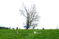 CKC Lure Coursing