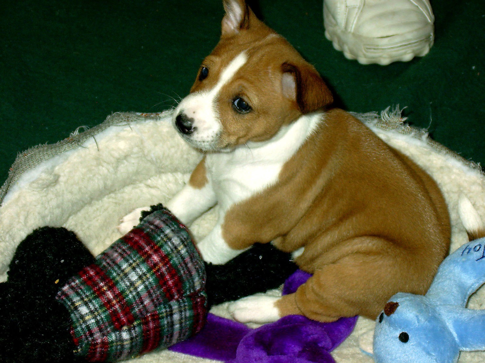 Basenji Search on January 19, 2002 Basenji Search on January 19, 2002
