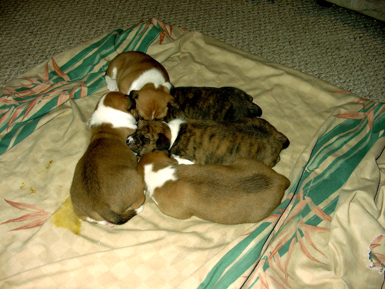 Basenji Search on January 5, 2002 Basenji Search on January 5, 2002