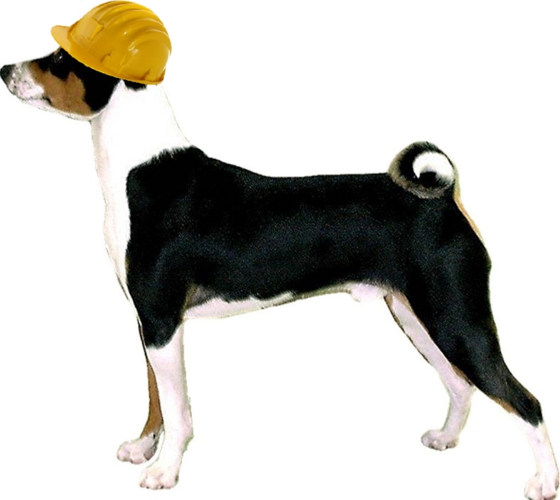 Baraka Basenji