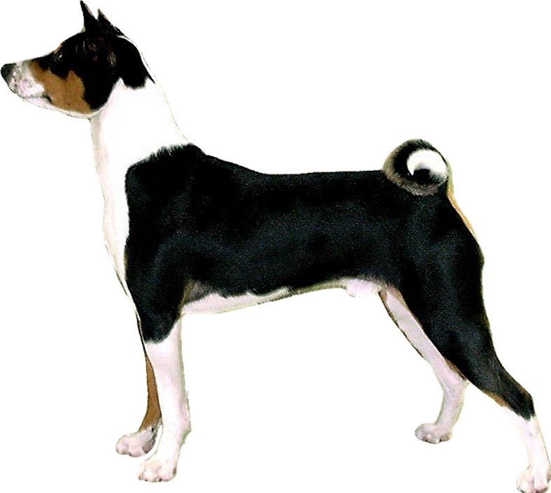 Baraka Basenji