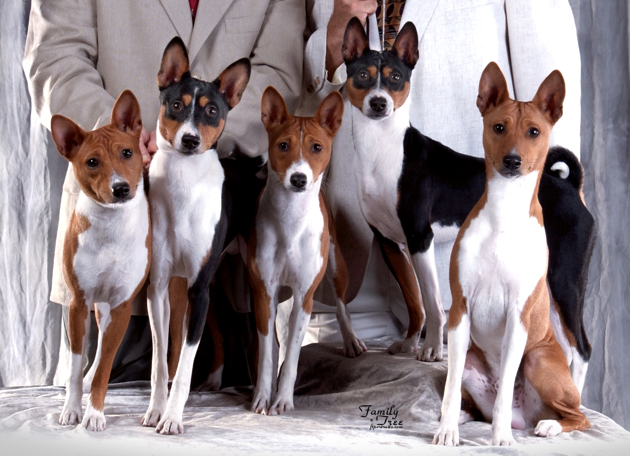 Baraka Basenji Dogs