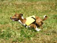 ASFA Lure Coursing